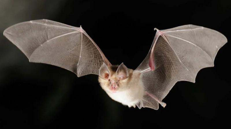 Sauvez la chauve souris dans l’Ariane